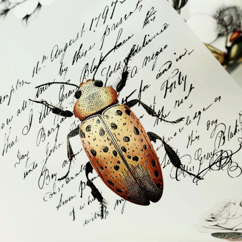 Butterflies, beetles, bees, vintage insects PET tape